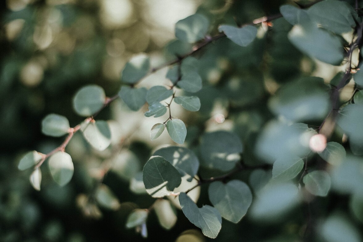 Counselling and healing concept — green leaves representing self-awareness, grounding, and therapy transformation