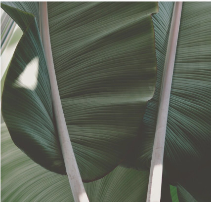 Peaceful plant leaves with soft light, symbolizing relief and calm through Brainspotting for OCD