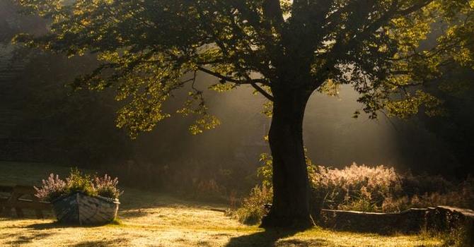 The Orphan Archetype & OCD