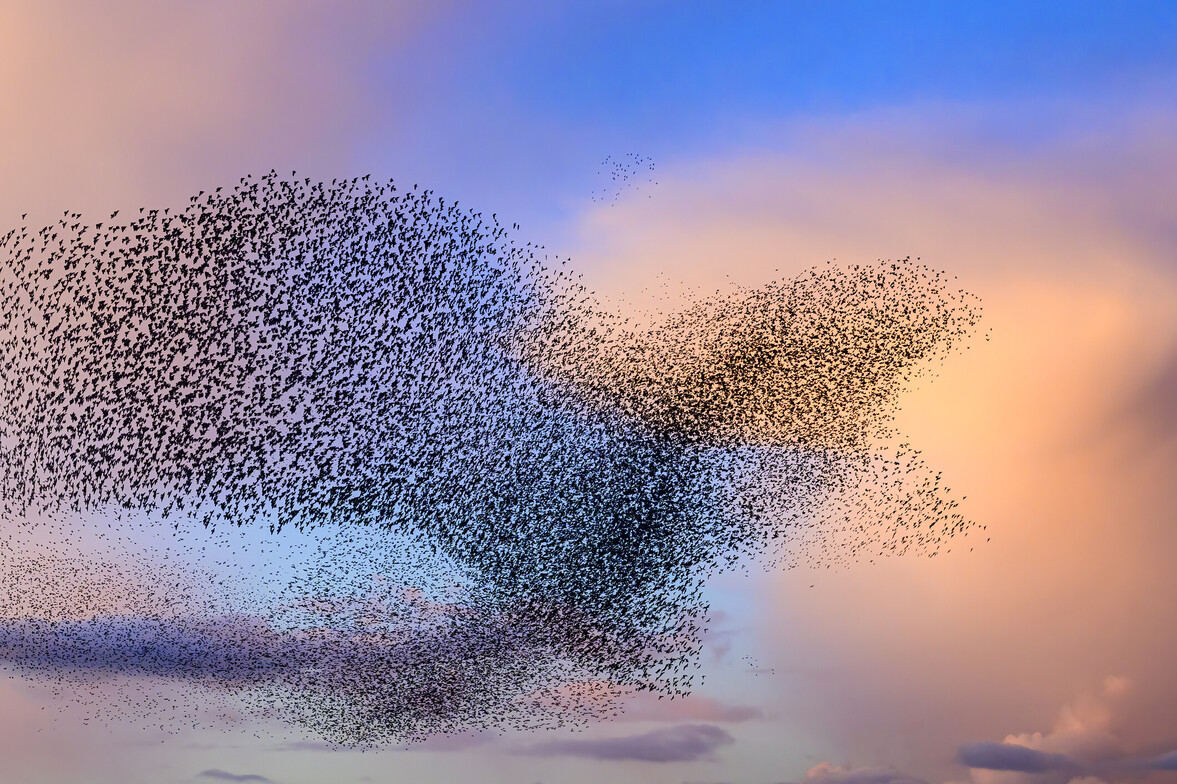 A large flock of birds moving together across the evening sky, symbolizing group influence and belonging.
