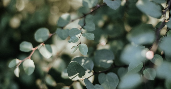 Consultation for Psychotherapy